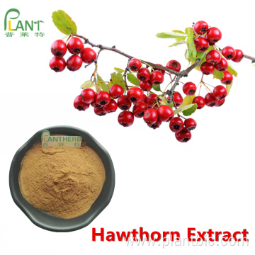 Natural Maslinic acid Hawthorn fruit berry extract